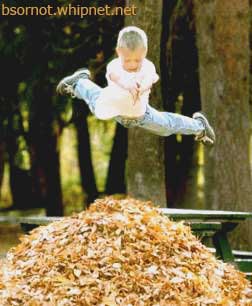 fall pleasures, leaf pile, leaf diving, leaf blow