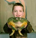 giant frog, calveras county frog, jumping frog