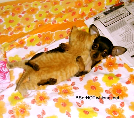 dogs and cats living together