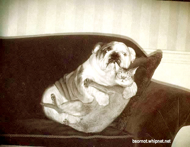 Caught in the act, dogs and cats in love