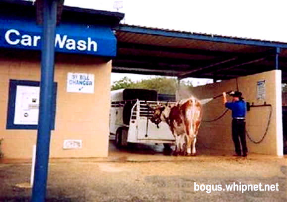 redneck car wash, cow bath, cow wash