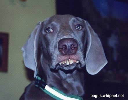 redneck hound, hound dog, blue tick, redneck dog