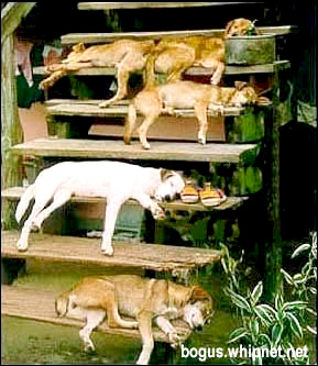 Redneck Home Security