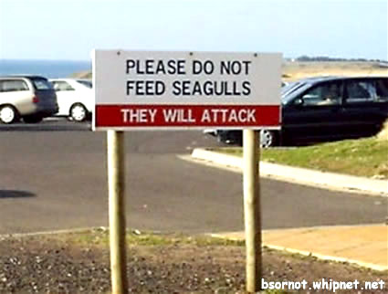 Attack Gulls, Seagulls attack
