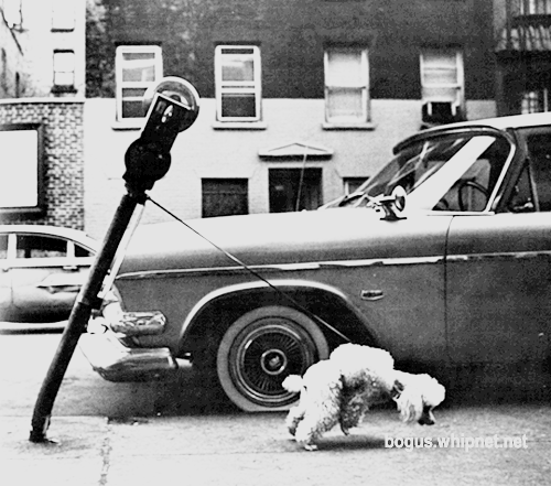 priceless poodle, strong poodle