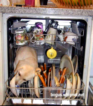 redneck dishwashing, dog licks plate