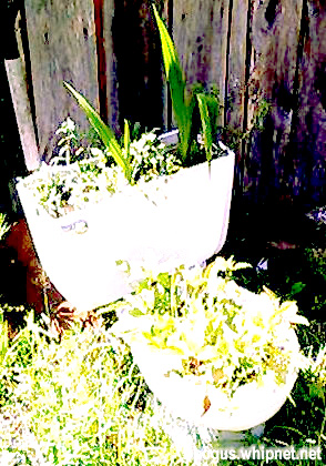 porcelein planter, toilet planter