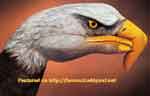 left handed bald eagle, finger painting, hand art, body paint