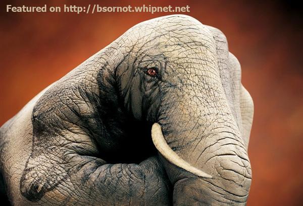 elephant, gray elephant, tusk, ivory, mamal