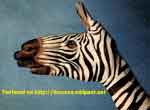 zebra body paint, zebra hand