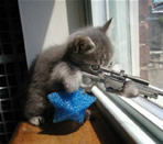 Kitty sharpshooter, catnip