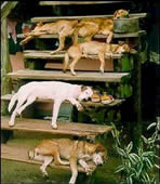sleeping dogs, home security, porch, alarms, country home, wooded area, lazy day