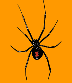 black widow spider