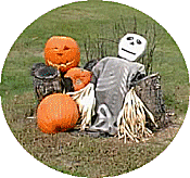 Harvested Pumpkins