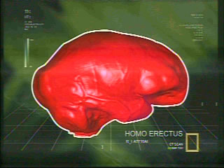 Homoerectus BrainScan