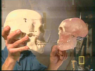 A comparison showing the difference in skull size between the Hobbit and Homosapiens