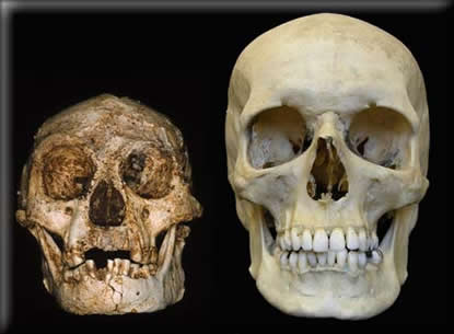 Homo Floresiensis | Homo Sapien